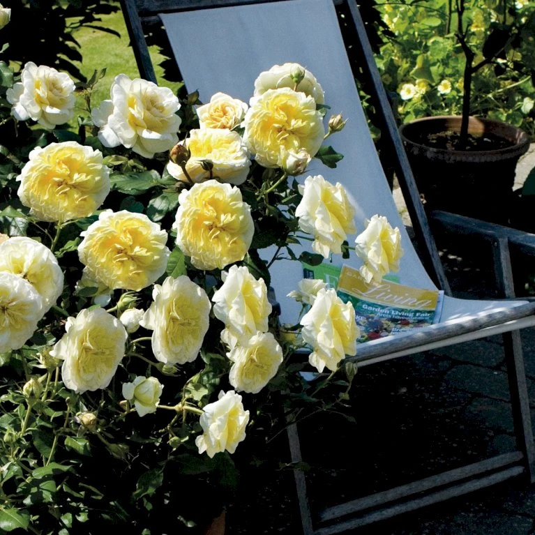 'Stockholm'™ Rosa X 'Stockholm'™ (Slotsrose) A-Kvalitet,- Barrods Roser Min. 3 Grene 7 'Stockholm'™ Rosa X 'Stockholm'™ (Slotsrose) A-Kvalitet,- Barrods Roser Min. 3 Grene - Image 5