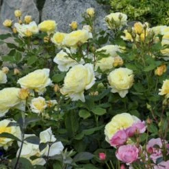 'Stockholm'™ Rosa X 'Stockholm'™ (Slotsrose) A-Kvalitet,- Barrods Roser Min. 3 Grene 18 'Stockholm'™ Rosa X 'Stockholm'™ (Slotsrose) A-Kvalitet,- Barrods Roser Min. 3 Grene -Planter Salgsbutik p12887 51867 rosa x stockholm slotsrose 8d87
