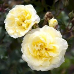 'Stockholm'™ Rosa X 'Stockholm'™ (Slotsrose) A-Kvalitet,- Barrods Roser Min. 3 Grene 19 'Stockholm'™ Rosa X 'Stockholm'™ (Slotsrose) A-Kvalitet,- Barrods Roser Min. 3 Grene -Planter Salgsbutik p12887 51868 rosa x stockholm slotsrose 42cb
