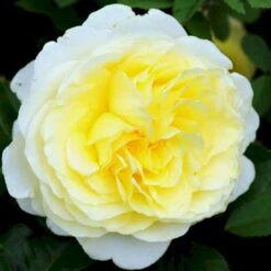 'Stockholm'™ Rosa X 'Stockholm'™ (Slotsrose) A-Kvalitet,- Barrods Roser Min. 3 Grene 20 'Stockholm'™ Rosa X 'Stockholm'™ (Slotsrose) A-Kvalitet,- Barrods Roser Min. 3 Grene -Planter Salgsbutik p12887 51869 rosa x stockholm slotsrose d741