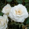 'White New Dawn' Rosa X 'White New Dawn' A-Kvalitet,- Barrods Roser Min. 3 Grene