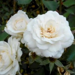 'White New Dawn' Rosa X 'White New Dawn' A-Kvalitet,- Barrods Roser Min. 3 Grene