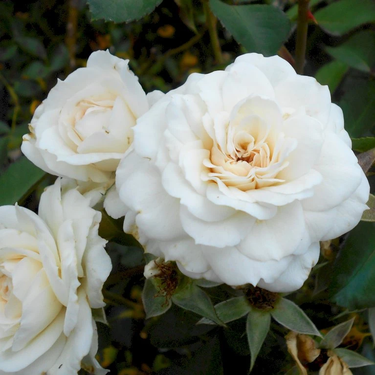 'White New Dawn' Rosa X 'White New Dawn' A-Kvalitet,- Barrods Roser Min. 3 Grene 3 'White New Dawn' Rosa X 'White New Dawn' A-Kvalitet,- Barrods Roser Min. 3 Grene