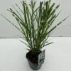 Zebragræs 'Strictus' Miscanthus Sinensis 'Strictus' Potte 2 Liter. 2 Zebragræs 'Strictus' Miscanthus Sinensis 'Strictus' Potte 2 Liter. -Planter Salgsbutik p1354 34149 miscanthus sinensis strictus 4989
