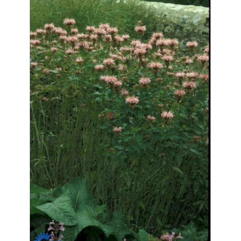 Hestemynte Monarda Hybrid 'Croftway Pink' 1 Liter Potte 3 Hestemynte Monarda Hybrid 'Croftway Pink' 1 Liter Potte