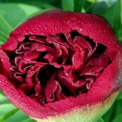 Silkepæon 'Karl Rosenfield' Paeonia Lactiflora 'Karl Rosenfield' 3,0 Liter Potte 16 Silkepæon 'Karl Rosenfield' Paeonia Lactiflora 'Karl Rosenfield' 3,0 Liter Potte -Planter Salgsbutik p1390 47891 paeonia lactiflora karl rosenfield ba23