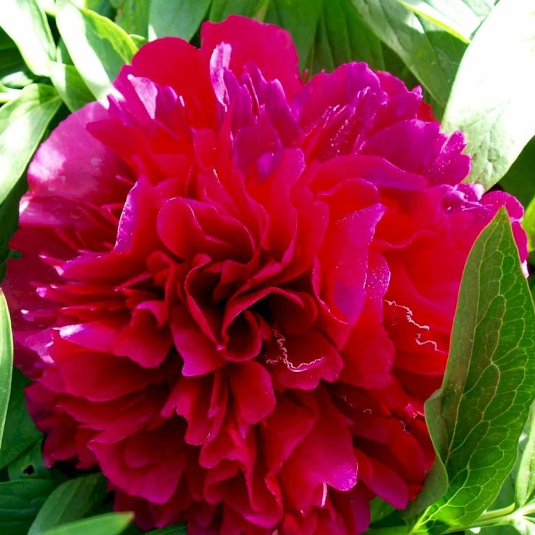 Silkepæon 'Karl Rosenfield' Paeonia Lactiflora 'Karl Rosenfield' 3,0 Liter Potte 8 Silkepæon 'Karl Rosenfield' Paeonia Lactiflora 'Karl Rosenfield' 3,0 Liter Potte - Image 6