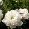 Bonderose 'Alba Plena' Paeonia Officinalis 'Alba Plena' 3,0 Liter Potte 2 Bonderose 'Alba Plena' Paeonia Officinalis 'Alba Plena' 3,0 Liter Potte -Planter Salgsbutik p1394 47920 paeonia officinalis alba plena 9d03