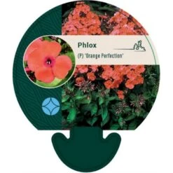 Høstfloks 'Orange Perfection' Phlox Paniculata 'Orange Perfection' 9 Cm. Potte