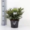 Fugleredegran 'Nidiformis' Picea Abies 'Nidiformis' (dværgform) Potte 3,0 Liter,- 30-40 Cm. 1 Fugleredegran 'Nidiformis' Picea Abies 'Nidiformis' (dværgform) Potte 3,0 Liter,- 30-40 Cm. -Planter Salgsbutik p1462 33448 picea abies nidiformis b3b8