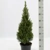 Hvidgran Picea Glauca Potte 3,0 Liter,- 40-60 Cm. 2 Hvidgran Picea Glauca Potte 3,0 Liter,- 40-60 Cm. -Planter Salgsbutik p1464 52612 picea glauca 62f2