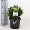 Hvidgran 'Alberta Globe' Picea Glauca 'Alberta Globe' (dværgform) Potte 3,0 Liter,- 20-25 Cm. 2 Hvidgran 'Alberta Globe' Picea Glauca 'Alberta Globe' (dværgform) Potte 3,0 Liter,- 20-25 Cm. -Planter Salgsbutik p1466 33451 picea glauca alberta globe ec6a