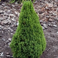Sukkertopgran 'Conica' Picea Glauca 'Conica' (dværgform) Potte 3,0 Liter,- 60-70 Cm. 10 Sukkertopgran 'Conica' Picea Glauca 'Conica' (dværgform) Potte 3,0 Liter,- 60-70 Cm. -Planter Salgsbutik p1467 52792 picea glauca conica dvaergform 9810