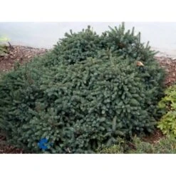 Hvidgran 'Echiniformis' Picea Glauca 'Echiniformis' (dværgform) Potte 2,0 Liter,- 15-20 Cm.