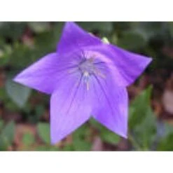 Ballonklokke 'Hakone Blue' Platycodon Grandiflorus 'Hakone Blue' 10 Cm. Potte