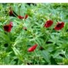 Rød Staudepotentil Potentilla Atrosanguinea Rot 1 Liter Potte -Planter Salgsbutik p1546 38550 potentilla atrosanguinea rot 2a5f