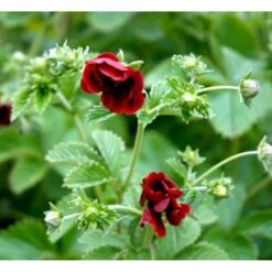 Rød Staudepotentil Potentilla Atrosanguinea Rot 1 Liter Potte -Planter Salgsbutik p1546 38551 potentilla atrosanguinea rot 5b24