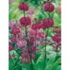 Etageprimula Primula Beesiana 1 Liter Potte 1 Etageprimula Primula Beesiana 1 Liter Potte -Planter Salgsbutik p1567 1256 primula beesiana e65c