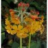 Etageprimula Primula Bulleyana 1 Liter Potte 2 Etageprimula Primula Bulleyana 1 Liter Potte -Planter Salgsbutik p1569 1258 primula bulleyana eede