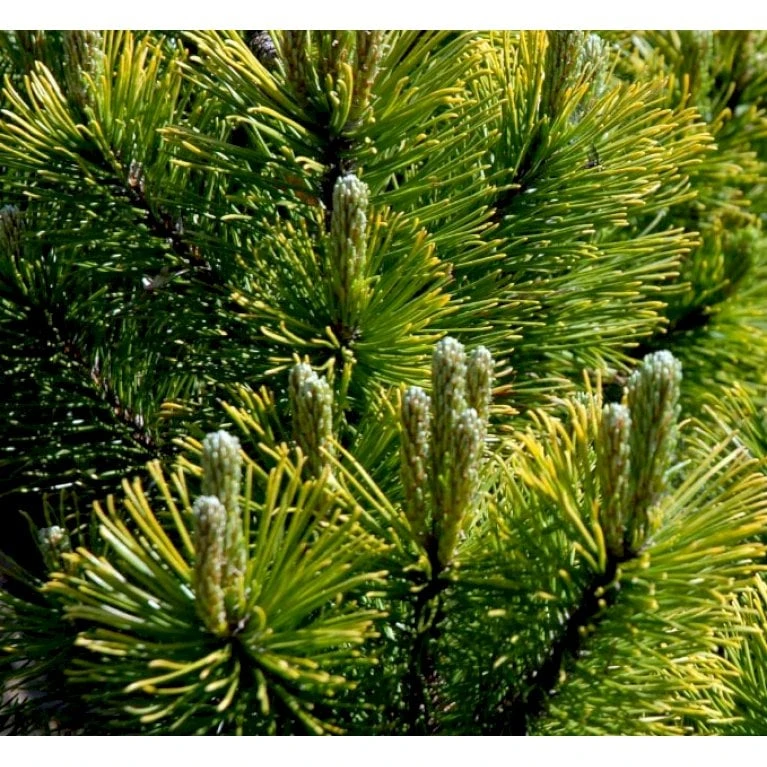 Bjergfyr 'Winter Gold' Pinus Mugo 'Winter Gold' (dværgform) Potte 2,0 Liter,- 15-20 Cm. 6 Bjergfyr 'Winter Gold' Pinus Mugo 'Winter Gold' (dværgform) Potte 2,0 Liter,- 15-20 Cm. - Image 4