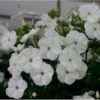 Høstfloks Phlox Pani. Adessa® White 1 Liter Potte 1 Høstfloks Phlox Pani. Adessa® White 1 Liter Potte -Planter Salgsbutik p17764 10203 phlox pani adessa white 434b