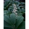 Finnet Bronceblad Rodgersia Pinnata 'Alba' 1 Liter Potte 2 Finnet Bronceblad Rodgersia Pinnata 'Alba' 1 Liter Potte -Planter Salgsbutik p17768 10209 rodgersia pinnata alba 5022