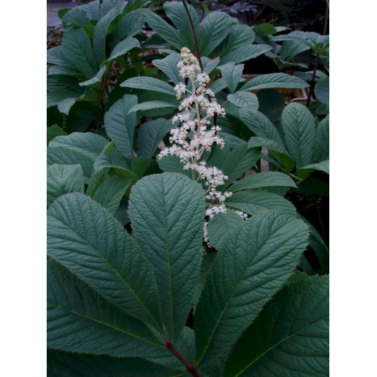 Finnet Bronceblad Rodgersia Pinnata 'Alba' 1 Liter Potte 3 Finnet Bronceblad Rodgersia Pinnata 'Alba' 1 Liter Potte