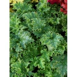 Alunrod 'Apple Crisp' Heuchera H. 'Apple Crisp' 1 Liter Potte