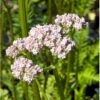 Læge-Baldrian Valeriana Officinalis 1 Liter Potte 2 Læge-Baldrian Valeriana Officinalis 1 Liter Potte -Planter Salgsbutik p17783 40699 valeriana officinalis c4a6