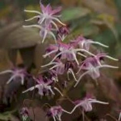 Bispehue, Mørkrødlige Løv Epimedium Grandiflorum 'Dark Beauty' 10 Cm. Potte