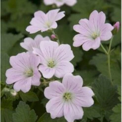 Storkenæb 'Dreamland' Geranium Hybrid 'Dreamland'® 1 Liter Potte