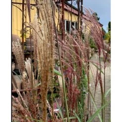 Elefantgræs 'Flamingo' Miscanthus 'Flamingo' 3,0 Liter Potte -Planter Salgsbutik p17848 38526 elefantgraes 1f2a