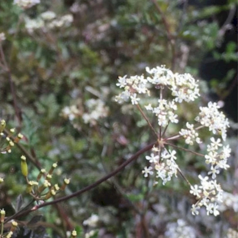 Vild Kørvel, Mørkt Løv Anthriscus Sylv. 'Ravenswing' 1 Liter Potte 3 Vild Kørvel, Mørkt Løv Anthriscus Sylv. 'Ravenswing' 1 Liter Potte
