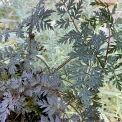 Vild Kørvel, Mørkt Løv Anthriscus Sylv. 'Ravenswing' 1 Liter Potte 8 Vild Kørvel, Mørkt Løv Anthriscus Sylv. 'Ravenswing' 1 Liter Potte -Planter Salgsbutik p17873 53528 anthriscus sylv ravenswing a0f9