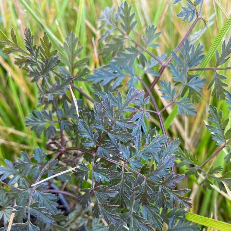 Vild Kørvel, Mørkt Løv Anthriscus Sylv. 'Ravenswing' 1 Liter Potte 6 Vild Kørvel, Mørkt Løv Anthriscus Sylv. 'Ravenswing' 1 Liter Potte - Image 4