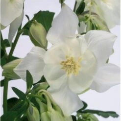 Akeleje 'Spring Magie White' Aquilegia Caer. 'Spring Magie White' 1 Liter Potte