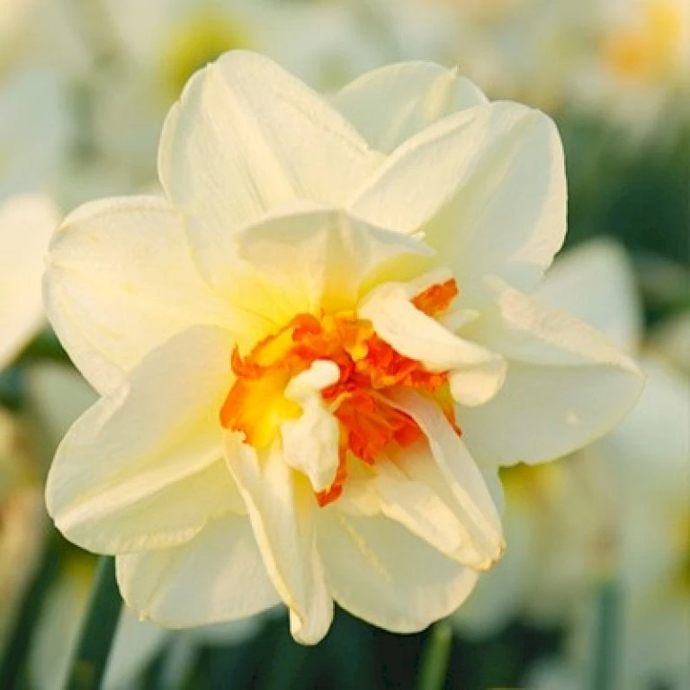 Påskelilje 'Flower Drift' Storkøb Narcissus 'Flower Drift' Blomsterløg, Antal Pr. Pakke, Ca. 100 3 Påskelilje 'Flower Drift' Storkøb Narcissus 'Flower Drift' Blomsterløg, Antal Pr. Pakke, Ca. 100