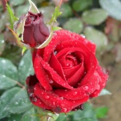 'Fall In Love Again'™ Rosa X 'Fall In Love Again'™ (Buketrose) A-Kvalitet,- Barrods Roser Min. 3 Grene 7 'Fall In Love Again'™ Rosa X 'Fall In Love Again'™ (Buketrose) A-Kvalitet,- Barrods Roser Min. 3 Grene -Planter Salgsbutik p17957 51474 rosa x fall in love again buketrose a391