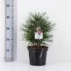 Parasoltræ Sciadopitys Verticillata Potte 3,0 Liter,- 25-30 Cm. 1 Parasoltræ Sciadopitys Verticillata Potte 3,0 Liter,- 25-30 Cm. -Planter Salgsbutik p1854 33863 sciadopitys verticillata 867a