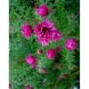 Høstasters 'Alma Pötschke' Aster Novae-angliae 'Alma Pötschke' 1 Liter Potte -Planter Salgsbutik p185 158 aster novae angliae alma poetschke a0ed
