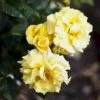 'Lichtkönigin Lucia'® Rosa X 'Lichtkönigin Lucia'® (Buketrose) A-Kvalitet,- Barrods Roser Min. 3 Grene 2 'Lichtkönigin Lucia'® Rosa X 'Lichtkönigin Lucia'® (Buketrose) A-Kvalitet,- Barrods Roser Min. 3 Grene -Planter Salgsbutik p1901 52442 rosa x lichtkoenigin lucia buketrose 1fc9