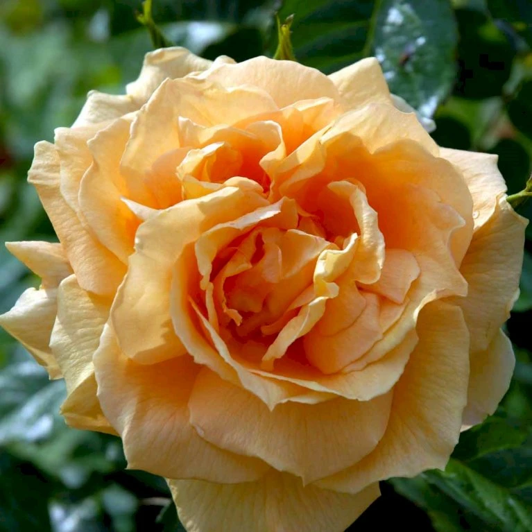 'Lichtkönigin Lucia'® Rosa X 'Lichtkönigin Lucia'® (Buketrose) A-Kvalitet,- Barrods Roser Min. 3 Grene 6 'Lichtkönigin Lucia'® Rosa X 'Lichtkönigin Lucia'® (Buketrose) A-Kvalitet,- Barrods Roser Min. 3 Grene - Image 4