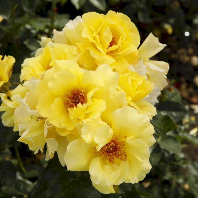 'Lichtkönigin Lucia'® Rosa X 'Lichtkönigin Lucia'® (Buketrose) A-Kvalitet,- Barrods Roser Min. 3 Grene 7 'Lichtkönigin Lucia'® Rosa X 'Lichtkönigin Lucia'® (Buketrose) A-Kvalitet,- Barrods Roser Min. 3 Grene - Image 5