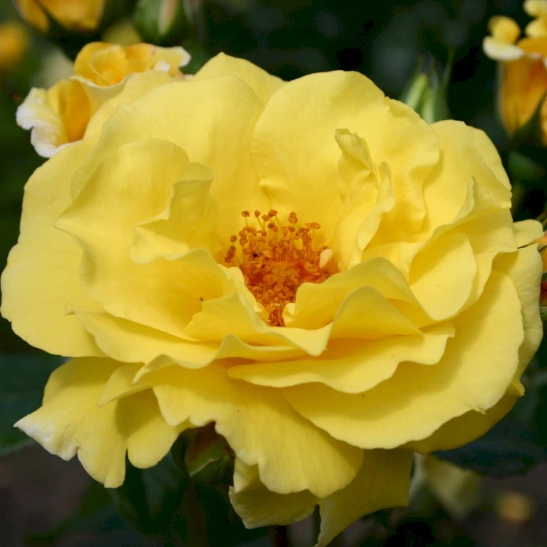 'Lichtkönigin Lucia'® Rosa X 'Lichtkönigin Lucia'® (Buketrose) A-Kvalitet,- Barrods Roser Min. 3 Grene 9 'Lichtkönigin Lucia'® Rosa X 'Lichtkönigin Lucia'® (Buketrose) A-Kvalitet,- Barrods Roser Min. 3 Grene - Image 7