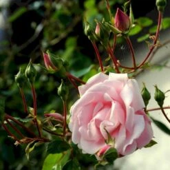 'New Dawn' Rosa X 'New Dawn' (Slyngrose) A-Kvalitet,- Barrods Roser Min. 3 Grene