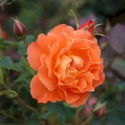'Westerland'® Rosa X 'Westerland'® (Slyngrose) A-Kvalitet,- Barrods Roser Min. 3 Grene 20 'Westerland'® Rosa X 'Westerland'® (Slyngrose) A-Kvalitet,- Barrods Roser Min. 3 Grene -Planter Salgsbutik p1919 53676 rosa x westerland slyngrose 315c