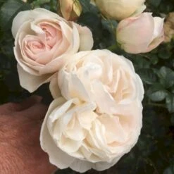 'Friheden'™ Rosa X 'Friheden'™ (Buketrose) A-Kvalitet,- Barrods Roser Min. 3 Grene 14 'Friheden'™ Rosa X 'Friheden'™ (Buketrose) A-Kvalitet,- Barrods Roser Min. 3 Grene -Planter Salgsbutik p19464 51276 rosa x friheden buketrose bdf0