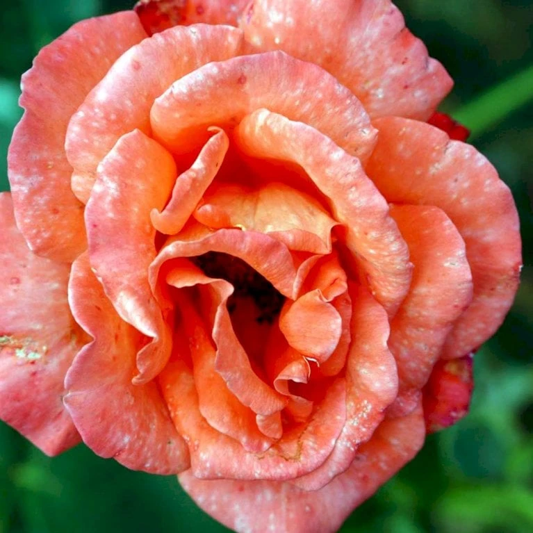 'Alexander' Rosa X 'Alexander' (storblomstrende) A-Kvalitet,- Barrods Roser Min. 3 Grene 7 'Alexander' Rosa X 'Alexander' (storblomstrende) A-Kvalitet,- Barrods Roser Min. 3 Grene - Image 5