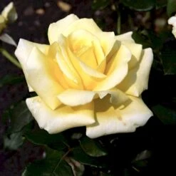 'Kaj Munk'™ Rosa X 'Kaj Munk'™ (storblomstrende) A-Kvalitet,- Barrods Roser Min. 3 Grene 11 'Kaj Munk'™ Rosa X 'Kaj Munk'™ (storblomstrende) A-Kvalitet,- Barrods Roser Min. 3 Grene -Planter Salgsbutik p2048 51311 rosa x kaj munk storblomstrende 2ef7