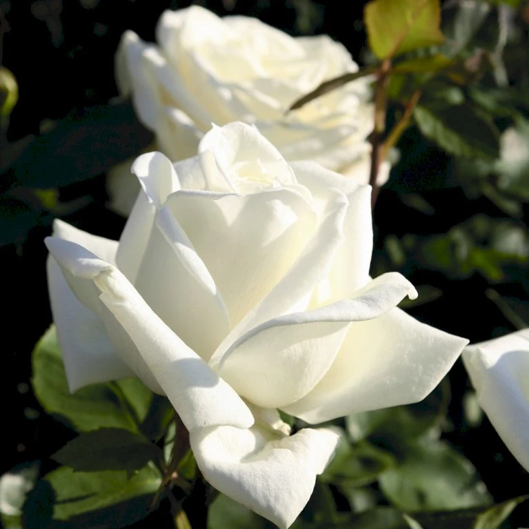 'Polarstern'® Rosa X 'Polarstern'® (Storblomstrende) A-Kvalitet,- Barrods Roser Min. 3 Grene 6 'Polarstern'® Rosa X 'Polarstern'® (Storblomstrende) A-Kvalitet,- Barrods Roser Min. 3 Grene - Image 4